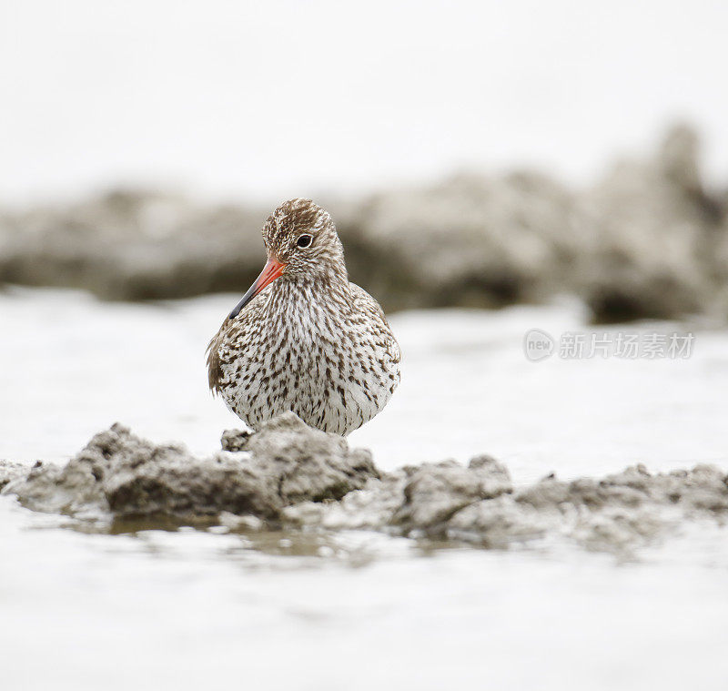 普通Redshank (Tringa to伤风)